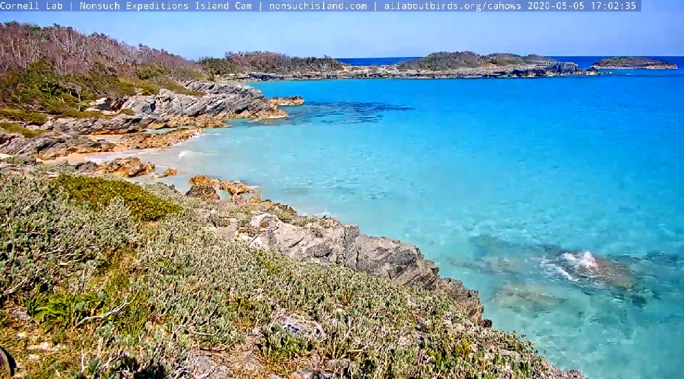 cam of Bermuda Cahow cam Live