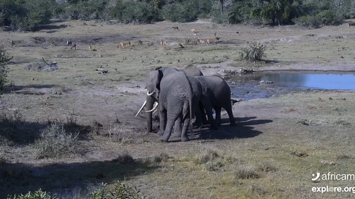 Webcam Tembe Elephant Park – Webcam Live