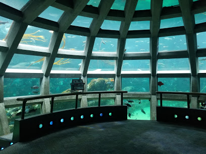 Webcam Sea Otters – Webcam Live