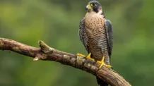 Webcam Peregrine Falcons
