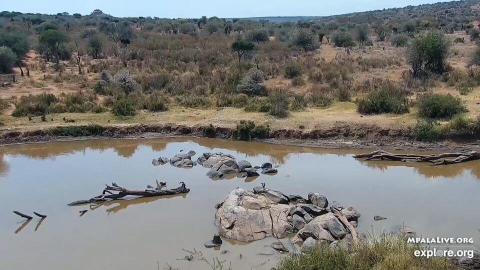 African Watering Hole, Kenya