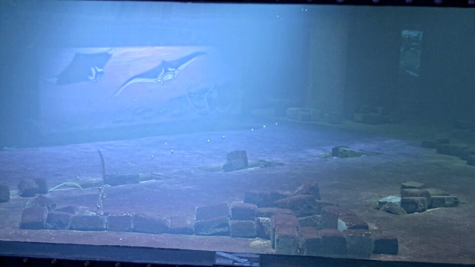 Állatkert Budapest szívében - Cápasuli ÉLŐ