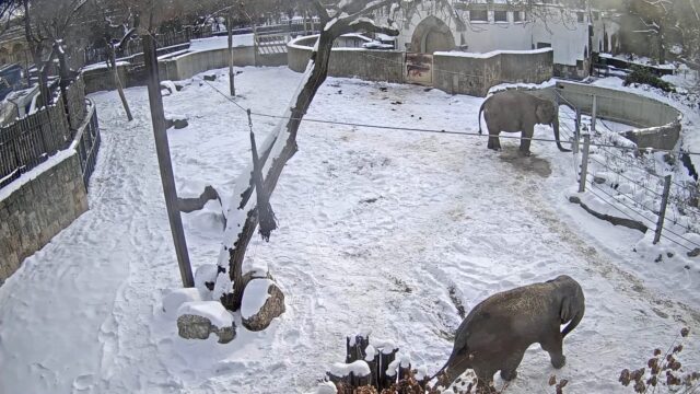 Állatkert Budapest szívében - Elefánt kifutó ÉLŐ