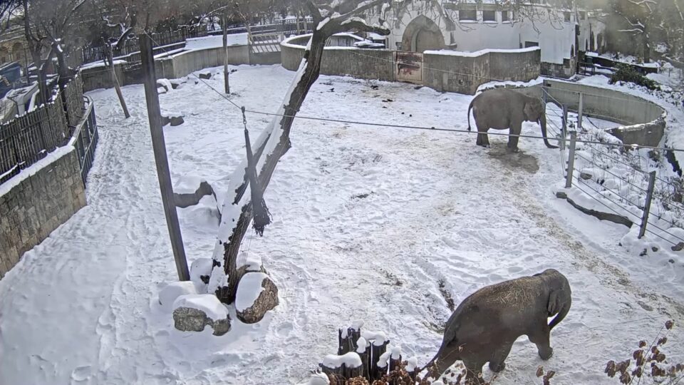 Állatkert Budapest szívében - Elefánt kifutó ÉLŐ