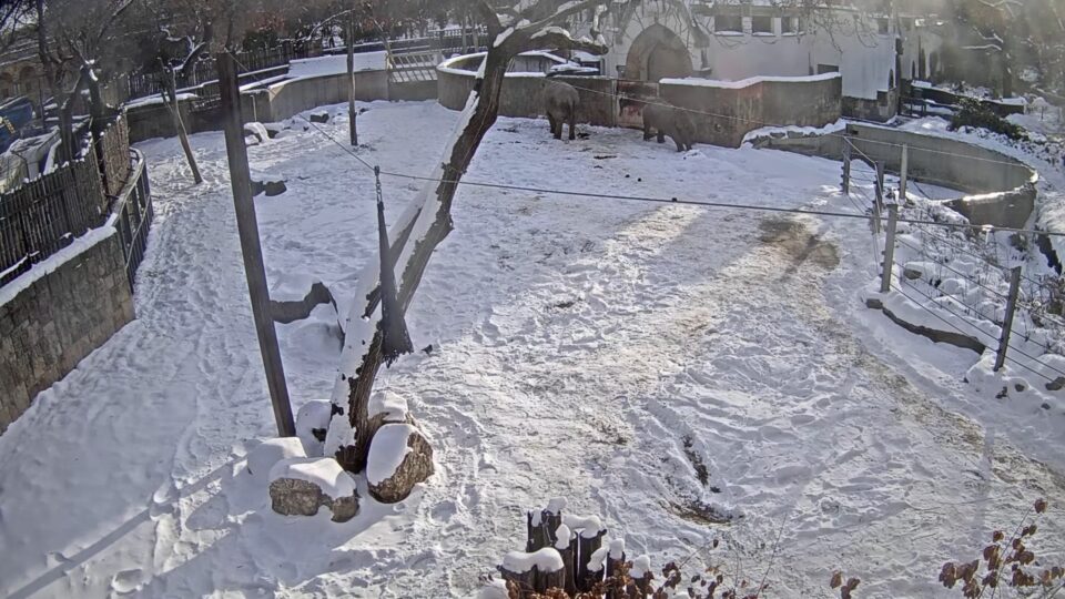 Állatkert Budapest szívében - Elefánt kifutó ÉLŐ live