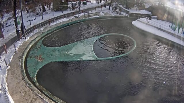 Állatkert Budapest szívében - Fóka medence ÉLŐ