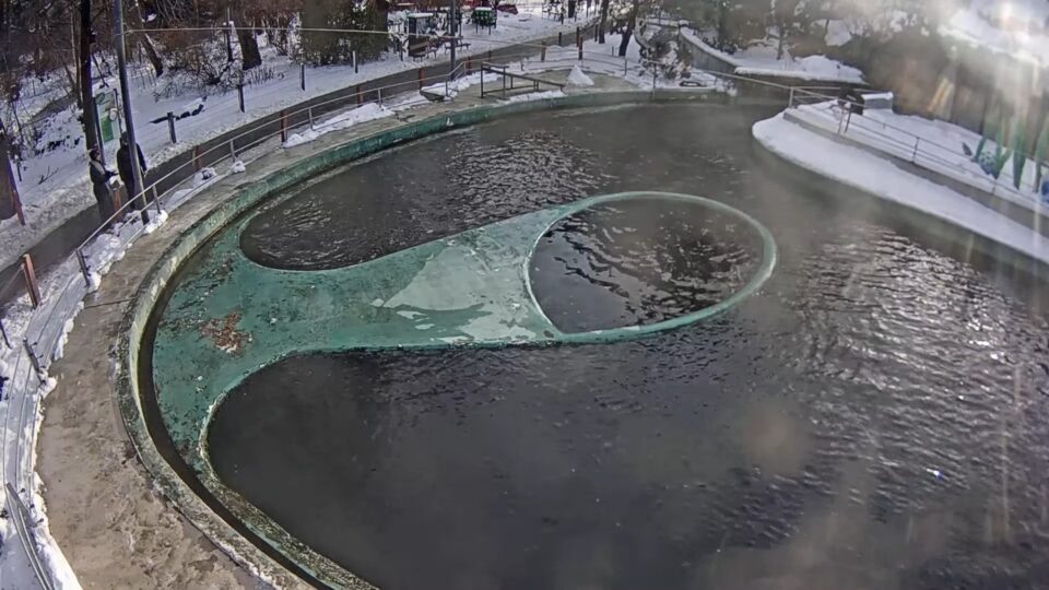 Állatkert Budapest szívében - Fóka medence ÉLŐ