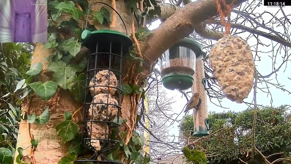 Wight Wildlife Feeder Cam