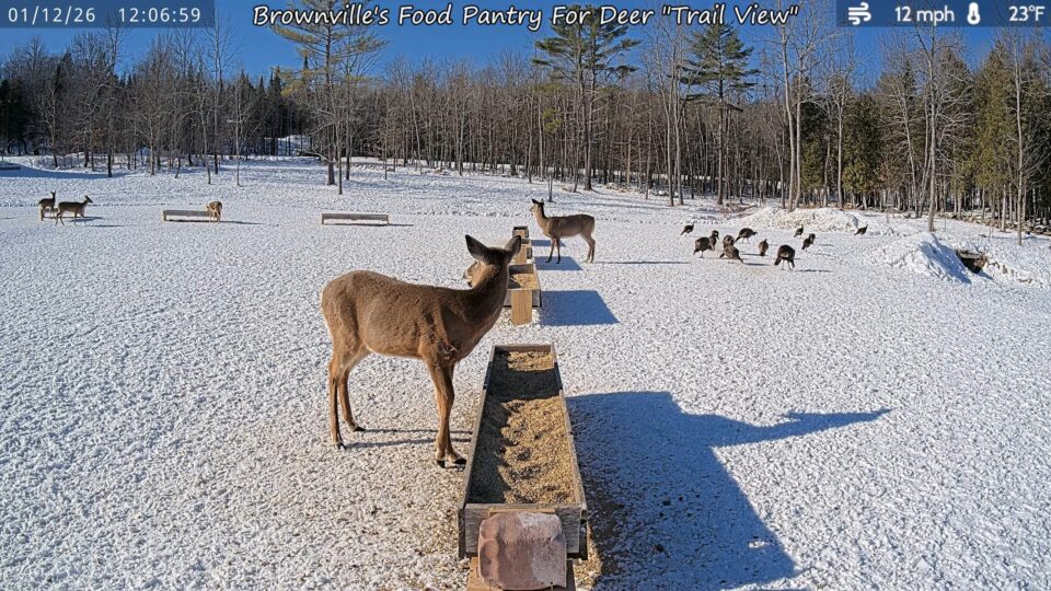 Webcam Brownville’s Food Pantry for Deer