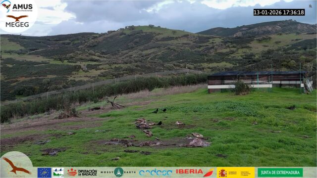 Valencia del Mombuey Bird Feeder Extremadura Webcam Live
