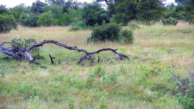 Djuma Game Reserve Live Greater Kruger Wildlife South Africa