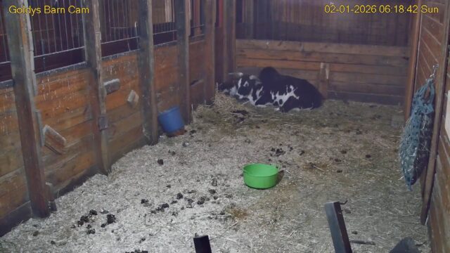 Live Donkey Webcam – Goldy’s Farm, Ipswich, Massachusetts, USA