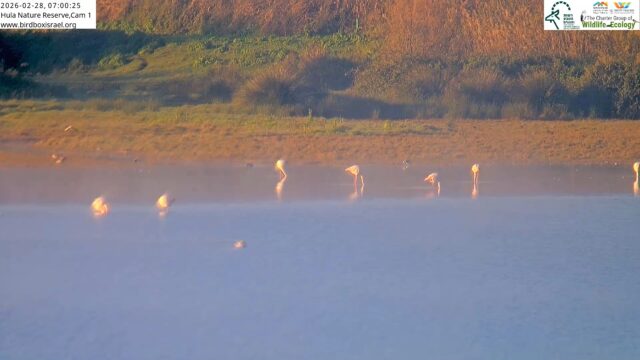 Live Webcam Hula Nature Reserve – Israel