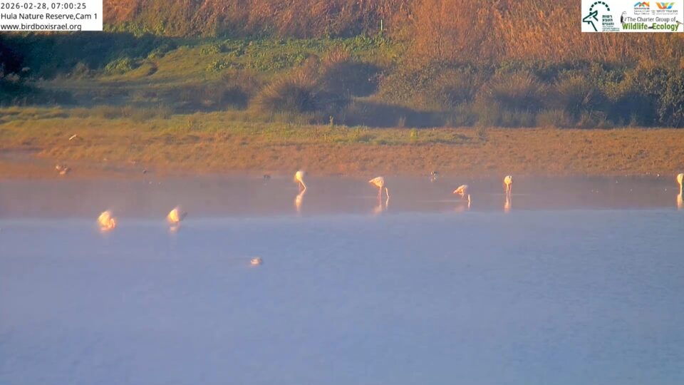 Live Webcam Hula Nature Reserve – Israel