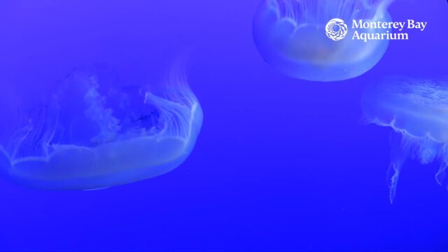 Underwater Webcam – Moon Jellyfish