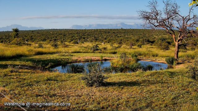 Live Stream from Waterhole - Imagine Africa Luxury Tented Camp - Greater Kruger