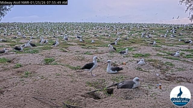 Live Webcam from Midway Atoll National Wildlife Refuge