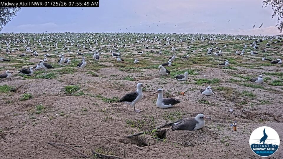 Live Webcam from Midway Atoll National Wildlife Refuge