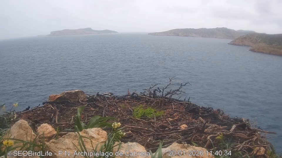 Live Osprey Nest Webcam from Cabrera Island, Balearic Islands