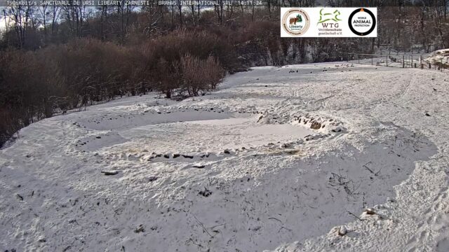 Libearty Bear Sanctuary Cam