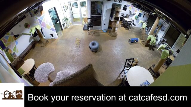Live Cam from San Diego Cat Café California