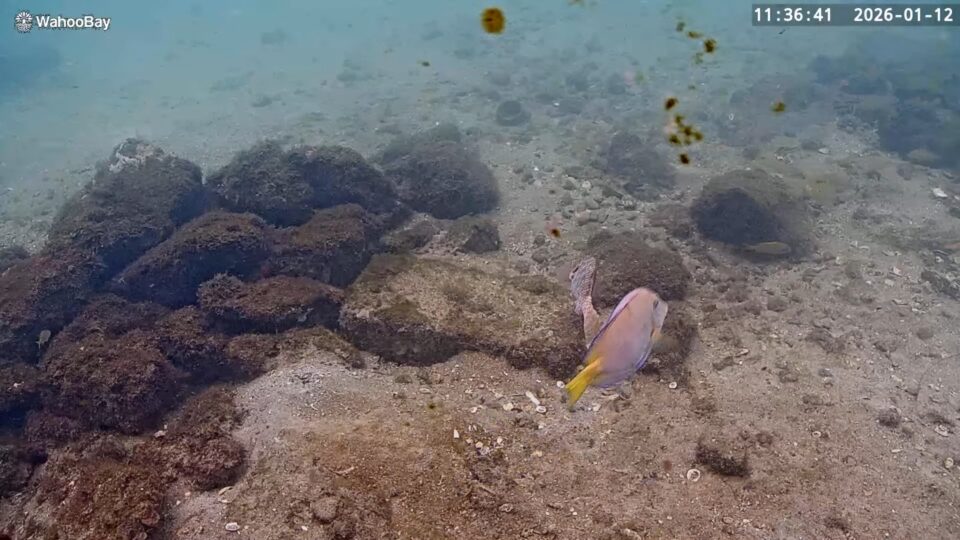 Pompano Beach Wahoo Bay Cam, FL