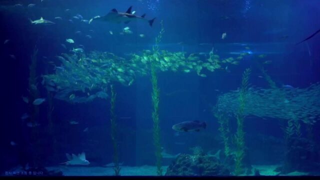 Aqua Planet Jeju, South Korea