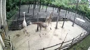 Szeged Zoo – Giraffe (Zsiráf) Live Webcam