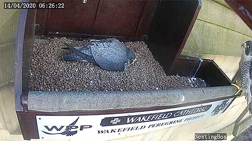 Falcon Nest, Wakefield