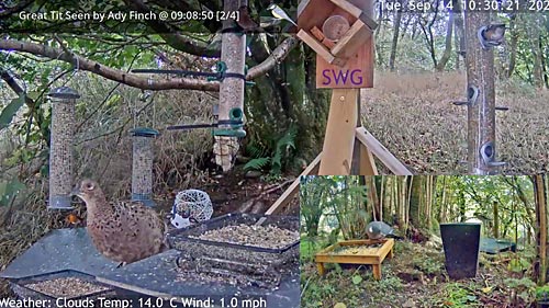 Bird Feeders Cam, Argyll