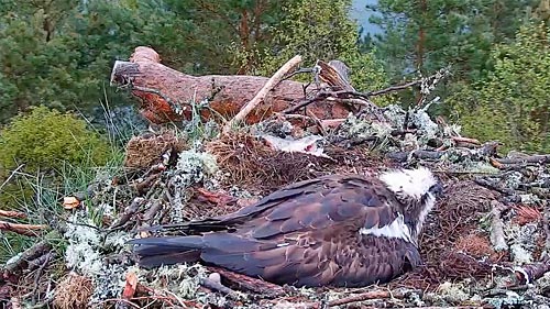 Osprey Nest Loch of the Lowes