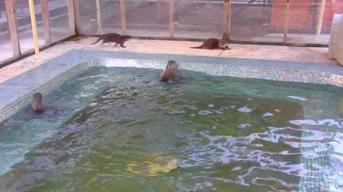 Otter Pond LiveCam, FL