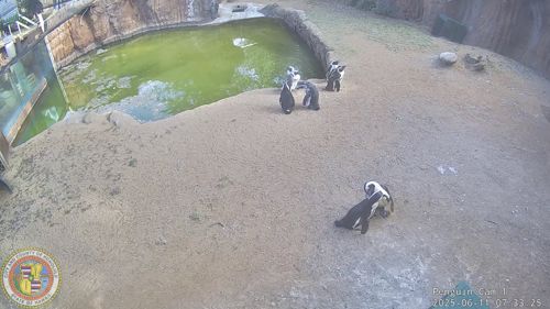 Honolulu Zoo Penguin Cam, HI