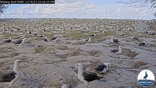 Midway Atoll Cam, Sand Island