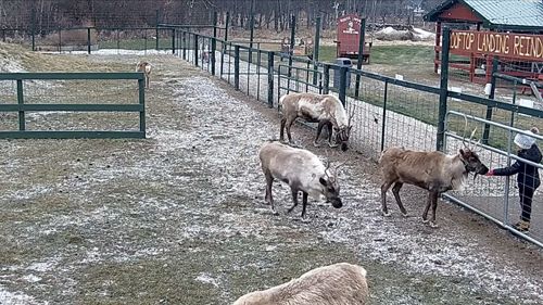 Reindeer Cam, Michigan