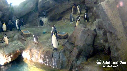 Penguins Cam, Saint Louis Zoo