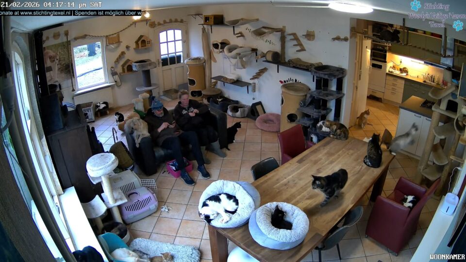 Woody’s Safe Haven Texel Cats – Live Webcam, De Cocksdorp, Netherlands