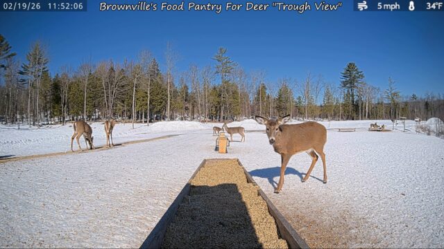 Deer, Brownville