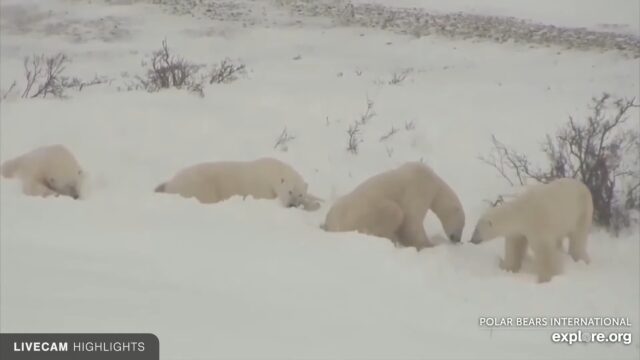 Polar Bear Cam