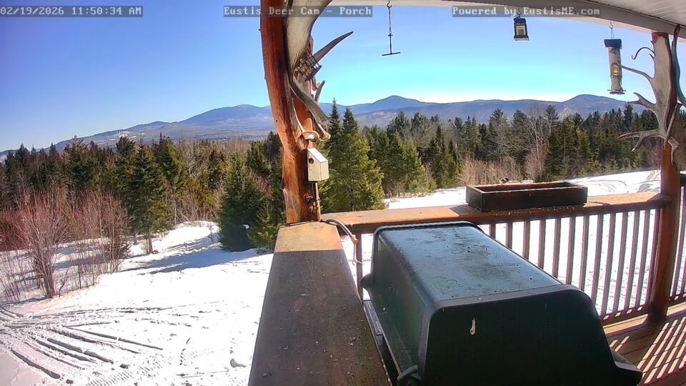 Eustis Deer Cam, Maine