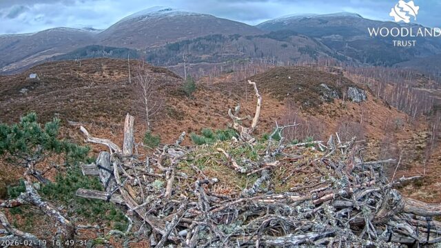 Loch Arkaig Osprey Cam, Scotland
