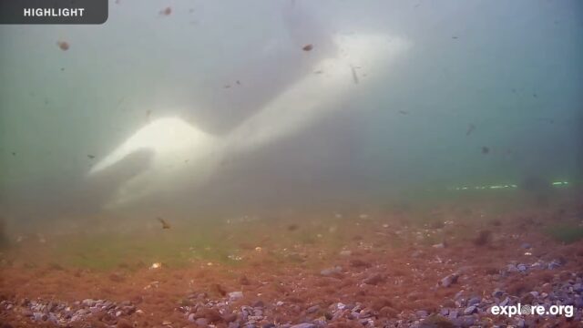 Orca Rubbing Beach Live Webcam – Malcolm Island, British Columbia