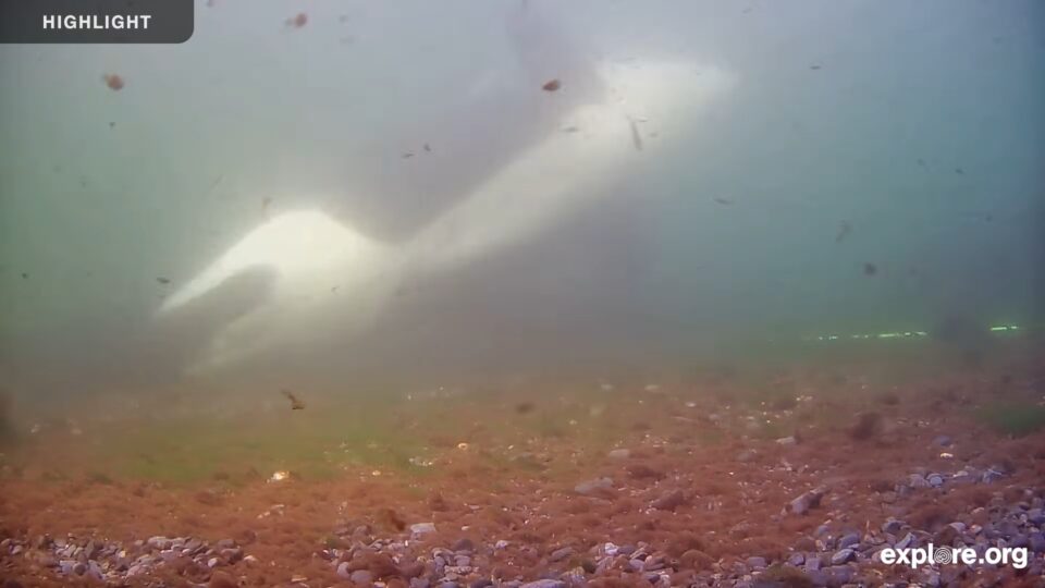 Orca Rubbing Beach Live Webcam – Malcolm Island, British Columbia