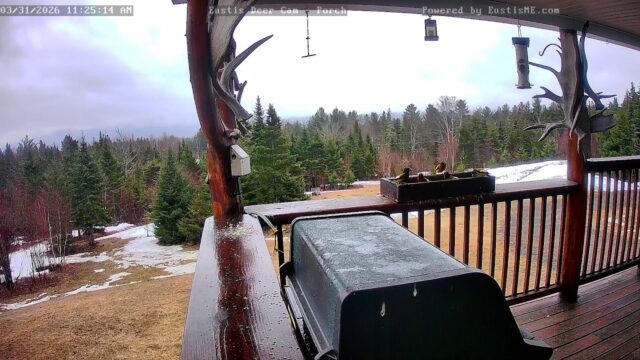 Eustis Deer Cam, Maine