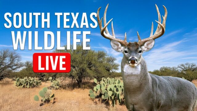 South Texas Deer Feeder Cams