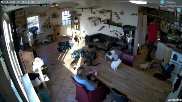Woody’s Safe Haven Texel Cats – Live Webcam, De Cocksdorp, Netherlands