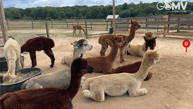 Alpaca Farm, Martha’s Vineyard