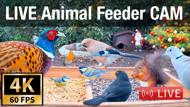 Animal Feeder, Recke