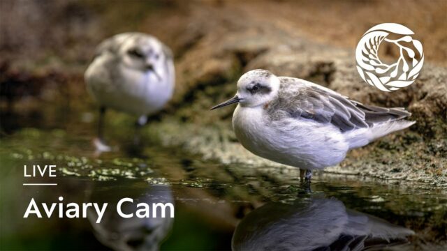 Aviary, Monterey Bay Aquarium