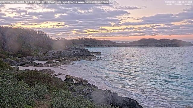 Bermuda Cahow, Nonsuch Island